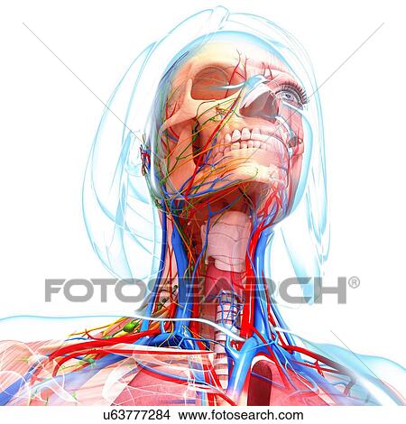 Female anatomy, artwork View Large Illustration Stock Illustration - Female anatomy, artwork. Fotosearch