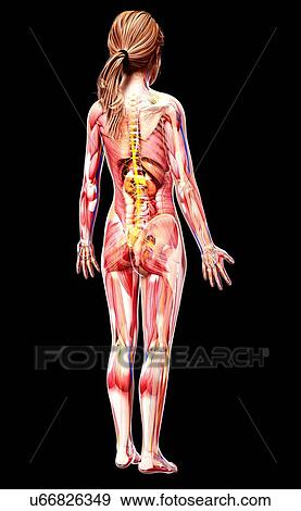 Stock Illustration - Female anatomy, artwork. Fotosearch