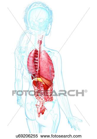 Female anatomy, artwork View Large Illustration Stock Illustration - Female anatomy, artwork. Fotosearch