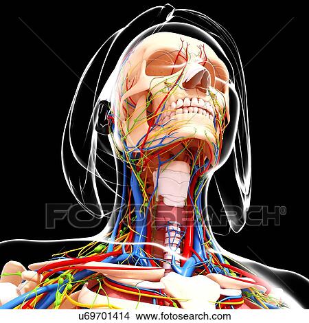 Female anatomy, artwork View Large Illustration Stock Illustration - Female anatomy, artwork. Fotosearch