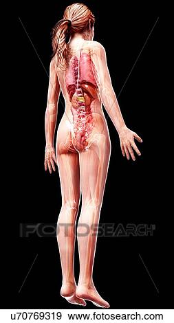 Stock Illustration - Female anatomy, artwork. Fotosearch