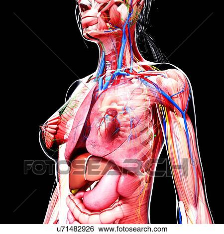 Female anatomy, artwork View Large Illustration Stock Illustration - Female anatomy, artwork. Fotosearch