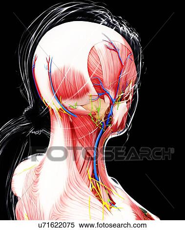 Female anatomy, artwork View Large Illustration Stock Illustration - Female anatomy, artwork. Fotosearch