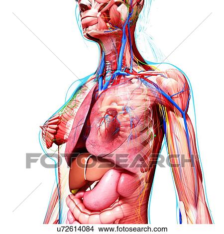 Female anatomy, artwork View Large Illustration Stock Illustration - Female anatomy, artwork. Fotosearch