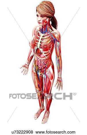 Female anatomy, artwork View Large Illustration Stock Illustration - Female anatomy, artwork. Fotosearch