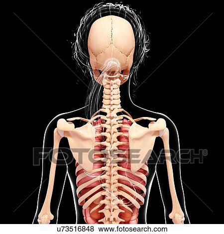 Female anatomy, artwork View Large Illustration Stock Illustration - Female anatomy, artwork. Fotosearch