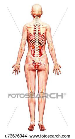 Stock Illustration - Female anatomy, artwork. Fotosearch