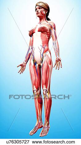 Stock Illustration - Female anatomy, artwork. Fotosearch