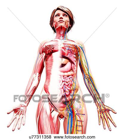 Female anatomy, artwork View Large Illustration Stock Illustration - Female anatomy, artwork. Fotosearch