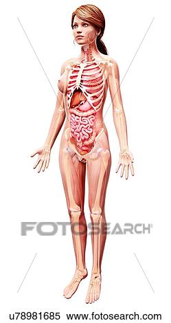 Female anatomy, artwork View Large Illustration Stock Illustration - Female anatomy, artwork. Fotosearch