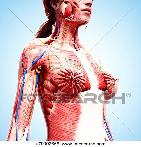 Stock Illustration - Female anatomy, artwork. Fotosearch