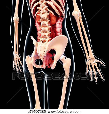 Stock Illustration - Female anatomy, artwork. Fotosearch