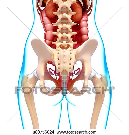 Female anatomy, artwork View Large Illustration Stock Illustration - Female anatomy, artwork. Fotosearch