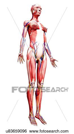 Female anatomy, artwork View Large Illustration Stock Illustration - Female anatomy, artwork. Fotosearch