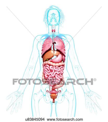 Stock Illustration - Female anatomy, artwork. Fotosearch