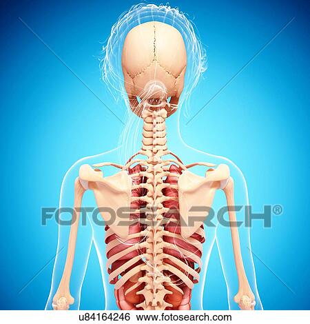 Female anatomy, artwork View Large Illustration Stock Illustration - Female anatomy, artwork. Fotosearch