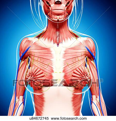 Female anatomy, artwork View Large Illustration Stock Illustration - Female anatomy, artwork. Fotosearch