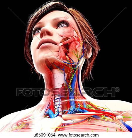 Female anatomy, artwork View Large Illustration Stock Illustration - Female anatomy, artwork. Fotosearch