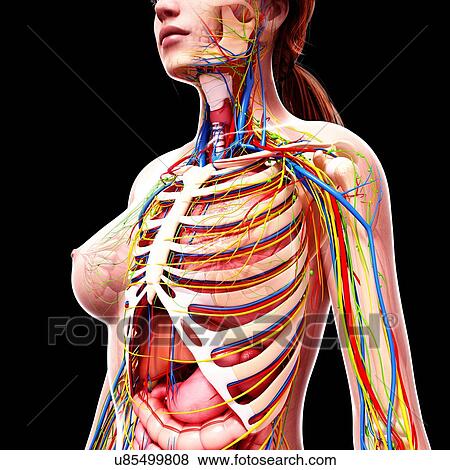 Stock Illustration - Female anatomy, artwork. Fotosearch