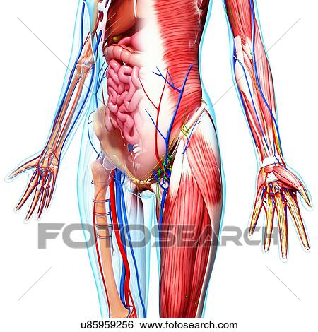 Stock Illustration - Female anatomy, artwork. Fotosearch