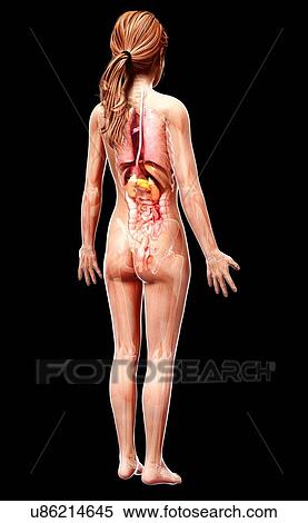 Female anatomy, artwork View Large Illustration Stock Illustration - Female anatomy, artwork. Fotosearch