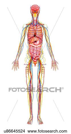 Female anatomy, artwork View Large Illustration Stock Illustration - Female anatomy, artwork. Fotosearch