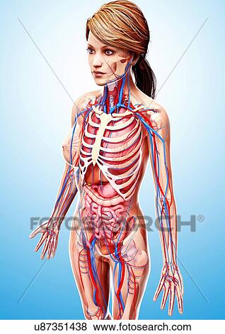 Female anatomy, artwork View Large Illustration Stock Illustration - Female anatomy, artwork. Fotosearch