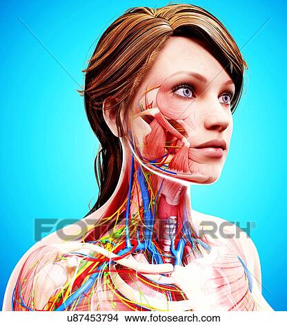 Female anatomy, artwork View Large Illustration Stock Illustration - Female anatomy, artwork. Fotosearch