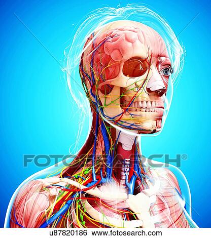 Stock Illustration - Female anatomy, artwork. Fotosearch