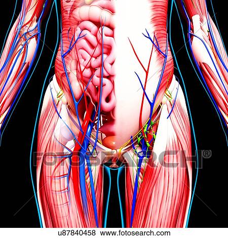 Stock Illustration - Female anatomy, artwork. Fotosearch