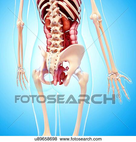 Stock Illustration - Female anatomy, artwork. Fotosearch