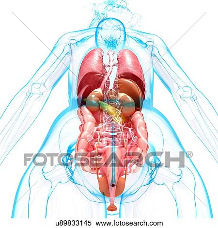 Female anatomy, artwork View Large Illustration Stock Illustration - Female anatomy, artwork. Fotosearch