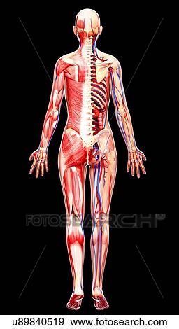 Female anatomy, artwork View Large Illustration Stock Illustration - Female anatomy, artwork. Fotosearch