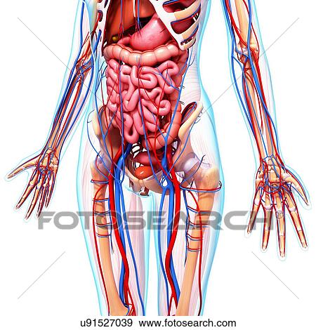 Female anatomy, artwork View Large Illustration Stock Illustration - Female anatomy, artwork. Fotosearch