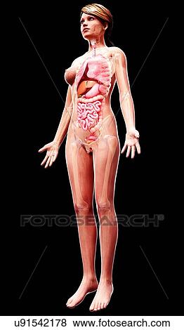 Female anatomy, artwork View Large Illustration Stock Illustration - Female anatomy, artwork. Fotosearch