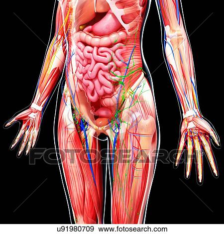 Stock Illustration - Female anatomy, artwork. Fotosearch