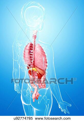 Stock Illustration - Female anatomy, artwork. Fotosearch