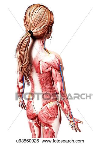Female anatomy, artwork View Large Illustration Stock Illustration - Female anatomy, artwork. Fotosearch