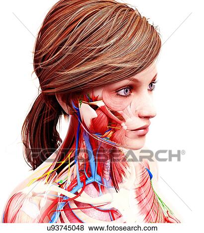 Female anatomy, artwork View Large Illustration Stock Illustration - Female anatomy, artwork. Fotosearch