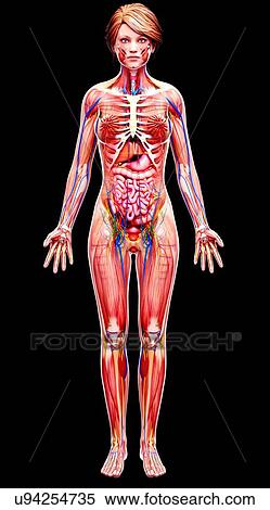 Stock Illustration - Female anatomy, artwork. Fotosearch