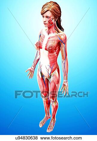 Female anatomy, artwork View Large Illustration Stock Illustration - Female anatomy, artwork. Fotosearch