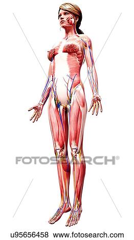 Female anatomy, artwork View Large Illustration Stock Illustration - Female anatomy, artwork. Fotosearch