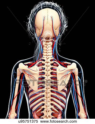 Stock Illustration - Female anatomy, artwork. Fotosearch