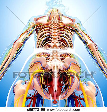 Female anatomy, artwork View Large Illustration Stock Illustration - Female anatomy, artwork. Fotosearch