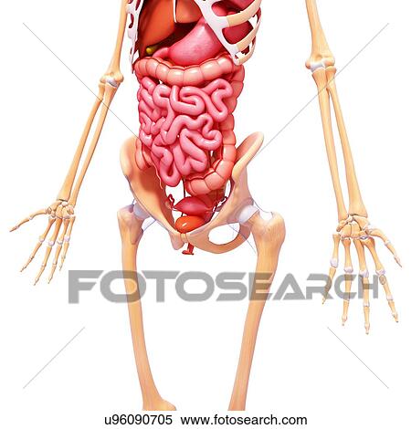 Stock Illustration - Female anatomy, artwork. Fotosearch