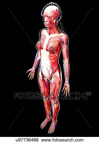 Female anatomy, artwork View Large Illustration Stock Illustration - Female anatomy, artwork. Fotosearch