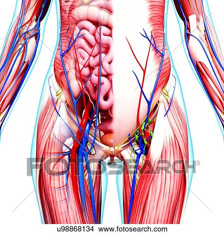 Female anatomy, artwork View Large Illustration Stock Illustration - Female anatomy, artwork. Fotosearch