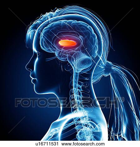 Clip Art - Female brain, artwork. Fotosearch