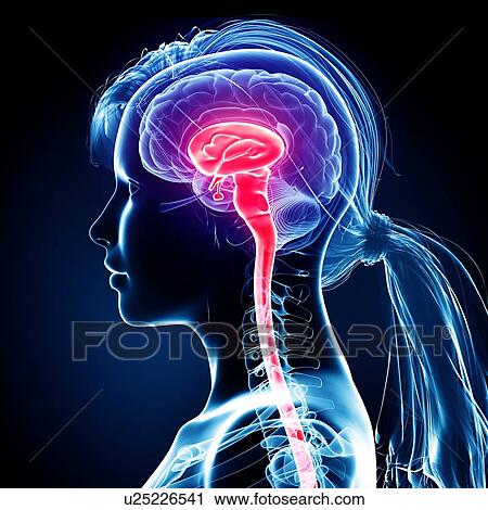 Clip Art - Female brain, artwork. Fotosearch