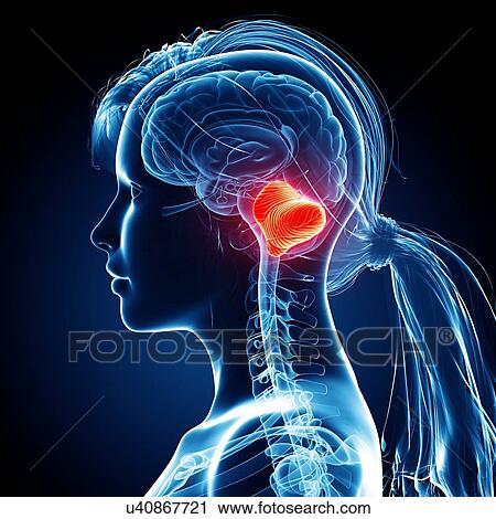 Female brain, artwork View Large Illustration Clip Art - Female brain, artwork. Fotosearch